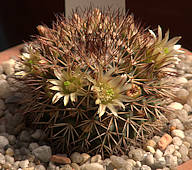 Mammillaria bocensis