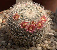 Mammillaria dixanthocentra