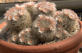 Mammillaria bocasana (intermediate flower)