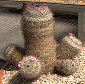 Mammillaria haageana