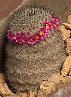 Mammillaria haageana