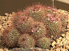 Mammillaria wiesingeri ssp. apamensis