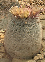 Mammillaria candida