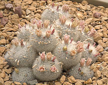 Mammillaria candida