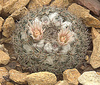 Mammillaria  formosa