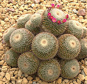 Mammillaria varieaculeata