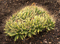 Mammillaria longimamma