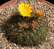 Matucana aureiflora