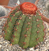 Melocactus peruvianus - RBG Kew