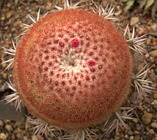 Melocactus zehntneri - RBG Kew