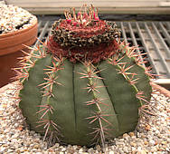 Melocactus bahiensis - RBG Kew