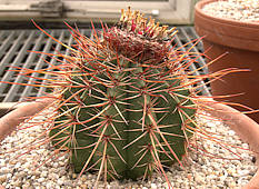 Melocactus ernestii - RBG Kew