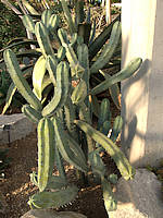Myrtillocactus geometrizans - RBG Kew