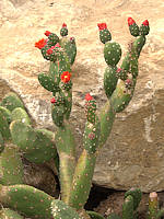 Opuntia quitensis