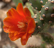 Opuntia quitensis