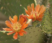 Opuntia lasiacantha