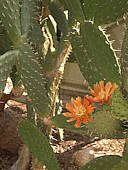 Opuntia lasiacantha
