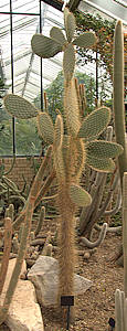 Opuntia echios var barringtonii