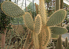 Opuntia echios var barringtonii