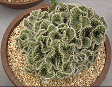 Opuntia lanceolata cristate