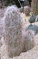 Oreocereus celsianus - cultivated