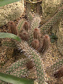 Oreocereus doelzianus - cultivated