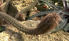 Oreocereus doelzianus - cultivated
