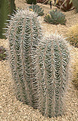 Pachycereus pringlei