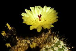 Parodia scopa subsp. succinea Syn. Notocactus succineus - cultivated