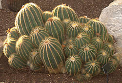 Parodia magnifica - cultivated