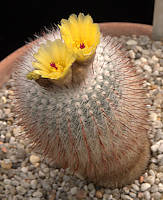 Parodia scopa - cultivated