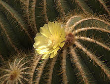 Parodia magnifica - cultivated