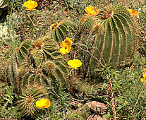 Parodia warasii - cultivated