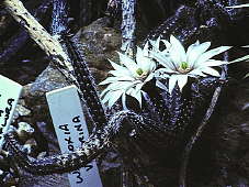 Wilcoxia viperina flower - cultivated