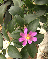 Pereskia weberiana - RBG Kew