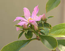 Pereskia grandifolia - RBG Kew