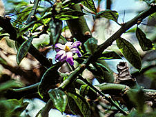 Pereskia grandifolia - RBG Kew