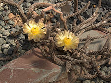 Pterocactus tuberosus