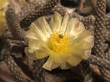 Pterocactus tuberosus