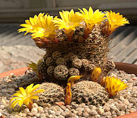 Rebutia breviflora