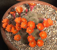 Rebutia spinosissima Syn. Rebutia fiebrigii