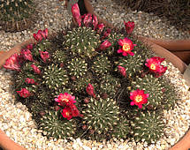 Rebutia steinbachii