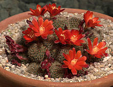 Rebutia spegazzinia