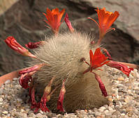 Rebutia albipilosa Syn. Rebutia fiebrigii