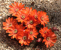 Rebutia pygmaea