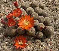 Rebutia heliosa