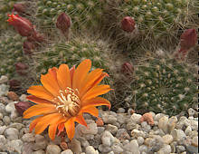 Rebutia flavistyla