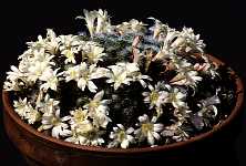 Rebutia albiflora flower - cultivated