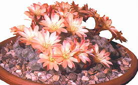 Rebutia heliosa x albiflora flower - cultivated