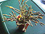 Rhipsalis salicorniodes